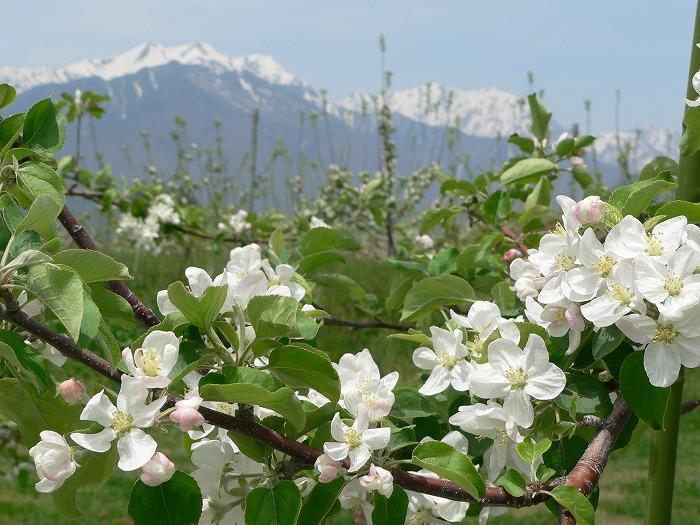 リンゴの花と北アルプスの写真