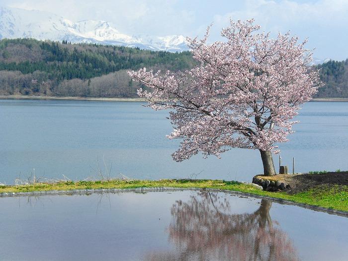 青木湖の一本桜の写真